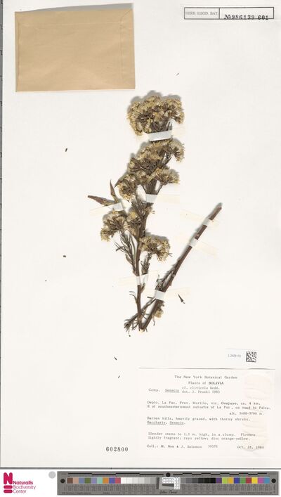 Senecio clivicolus Wedd.