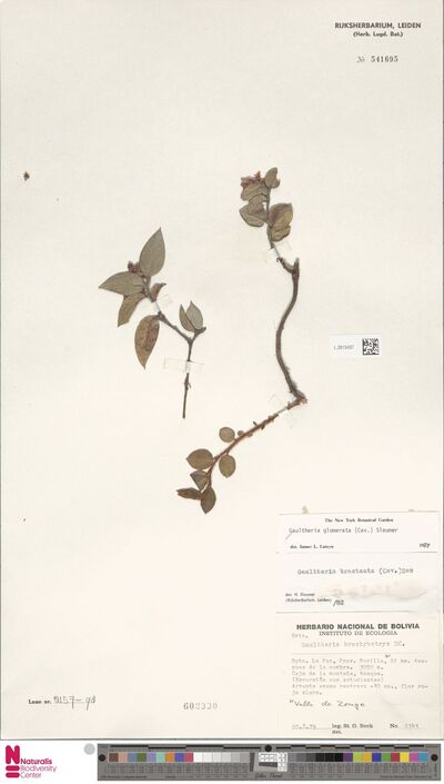 Gaultheria glomerata (Cav.) Sleumer