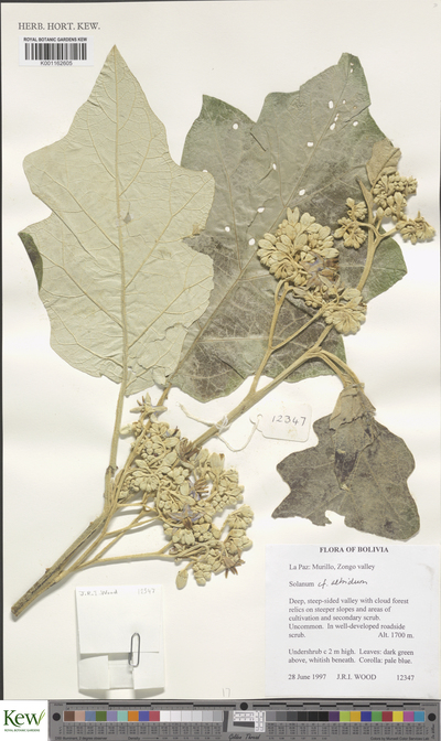 Solanum albidum Dunal