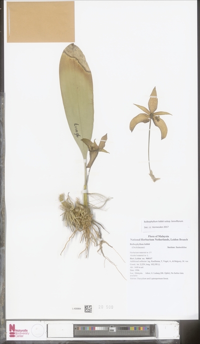Bulbophyllum lobbii subsp. Breviflorum (J.J.Sm.) Mangal, F.Velazquez & J.J.Verm.