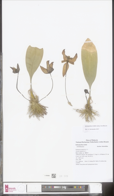Bulbophyllum lobbii subsp. Breviflorum (J.J.Sm.) Mangal, F.Velazquez & J.J.Verm.