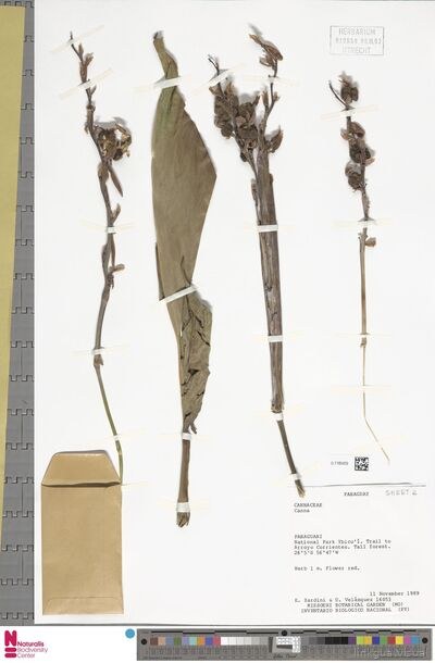 Canna indica L.