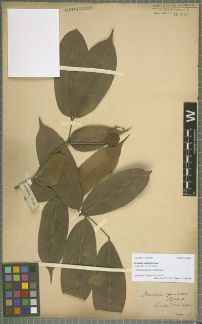 Brownea rosa-de-monte Bergius