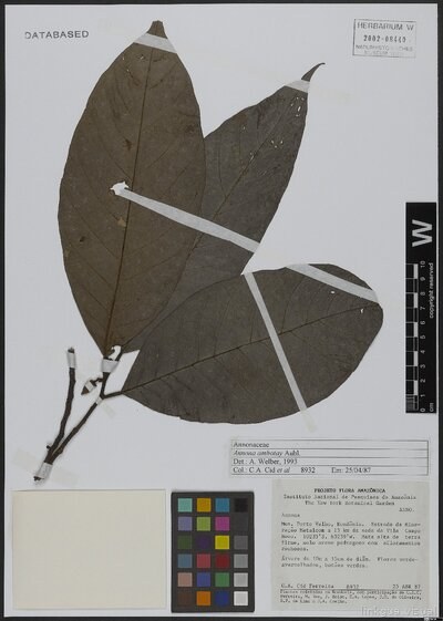 Annona ambotay Aubl.