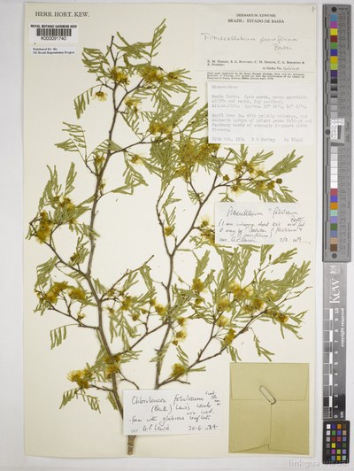 Chloroleucon foliolosum (Benth.) G.P.Lewis