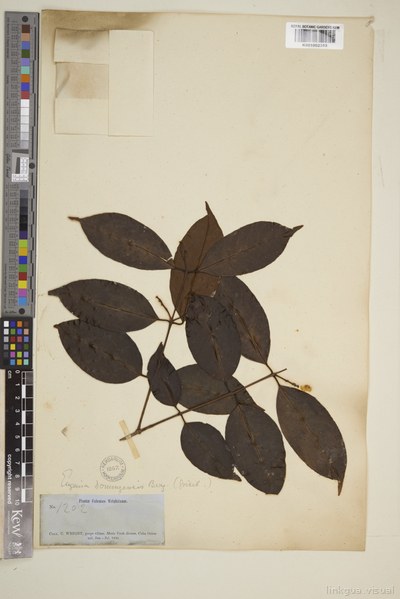 Eugenia aeruginea DC.