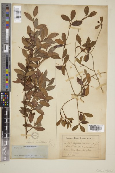 Eugenia ligustrina Willd.