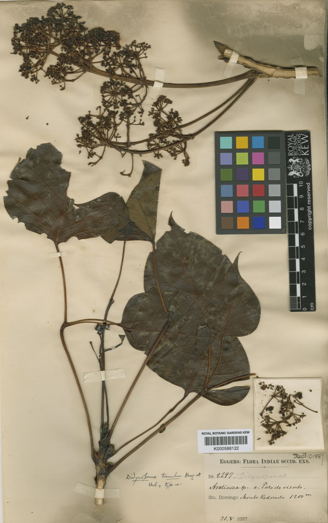 Schefflera tremula (Krug & Urb.) Alain