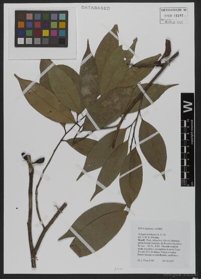Xylopia benthamii R. E. Fr.