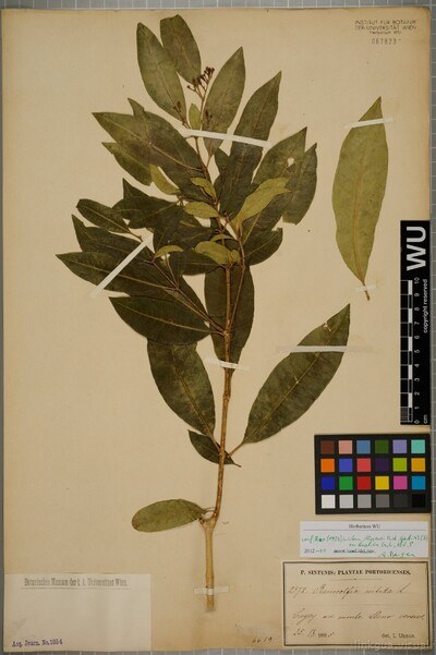 Rauvolfia nitida Jacq.