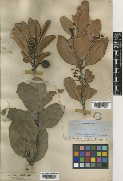 Calophyllum antillanum Britton
