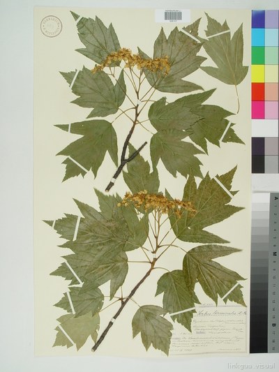 Sorbus torminalis (L.) Cr.