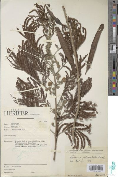 Leucaena pulverulenta (Schltdl.) Benth.