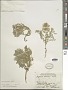 Sophora nuttalliana B.L. Turner