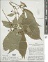 Clerodendrum tessmannii Moldenke