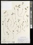 Centenaria rupacquiana P. Gonzáles et al.